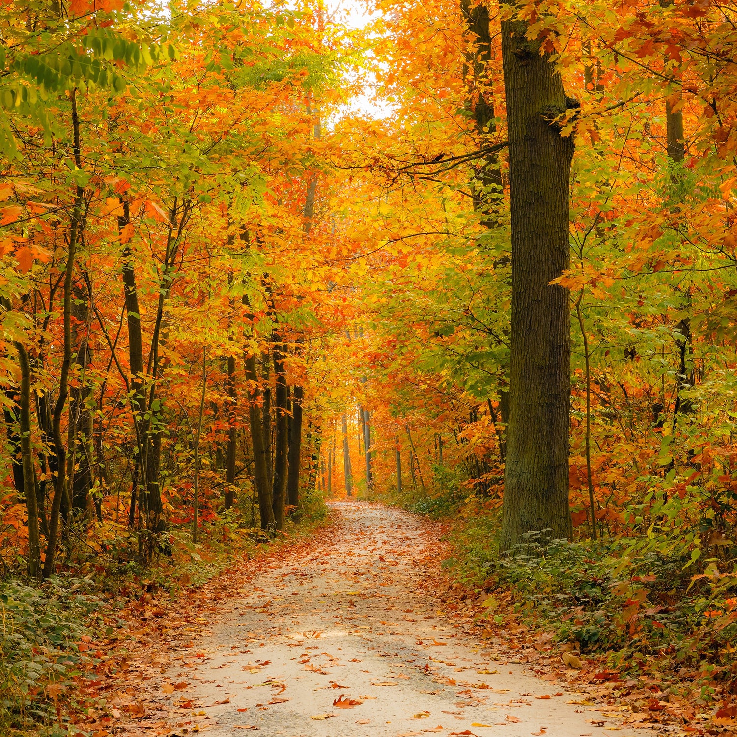 Autumn